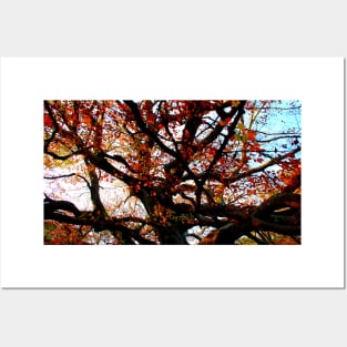 Bizarrely curved and interwoven branches of a beech tree with red leaves in Canfaito forest Posters and Art